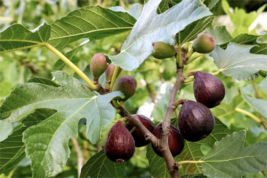 violette de bordeaux fig